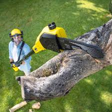 Best Tree Removal  in Schofield Barracks, HI