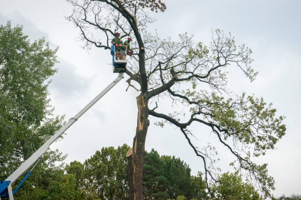 Schofield Barracks, HI Tree Care Company