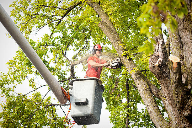 How Our Tree Care Process Works  in  Schofield Barracks, HI